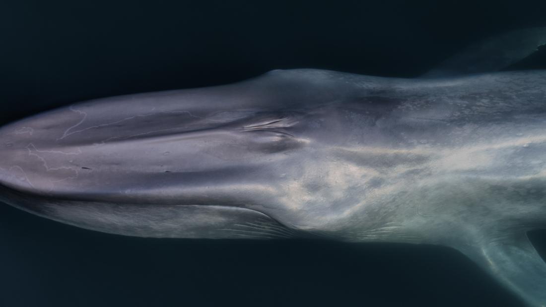 A blue whale from above