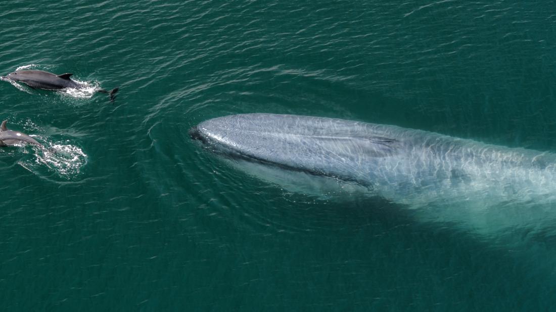 A blue whale with dolphins