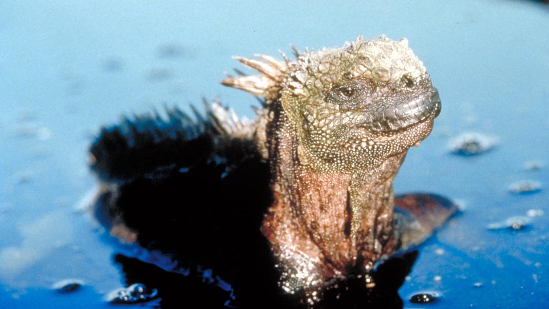 Still from the film Galapagos - Animal life in the Galapagos