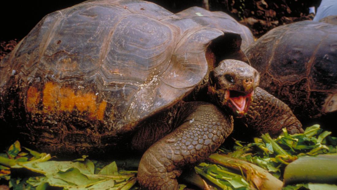 Still from the film Galapagos - A turtle