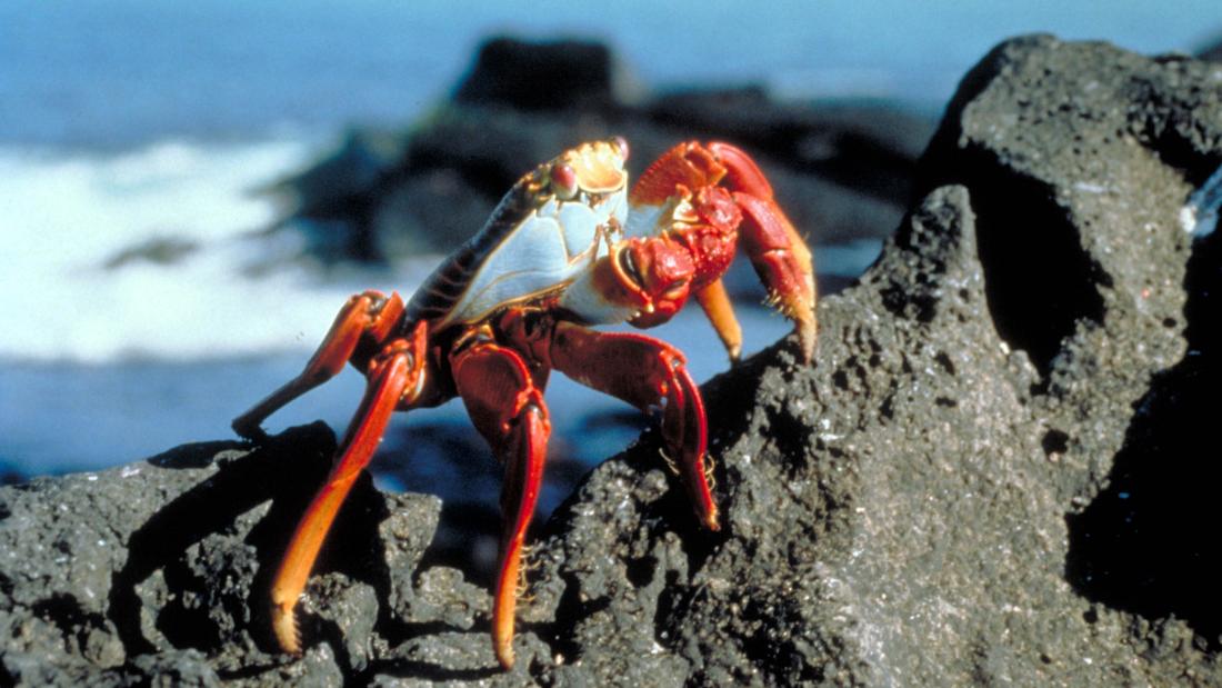 Still from the film Galapagos - A crab climbing a rock