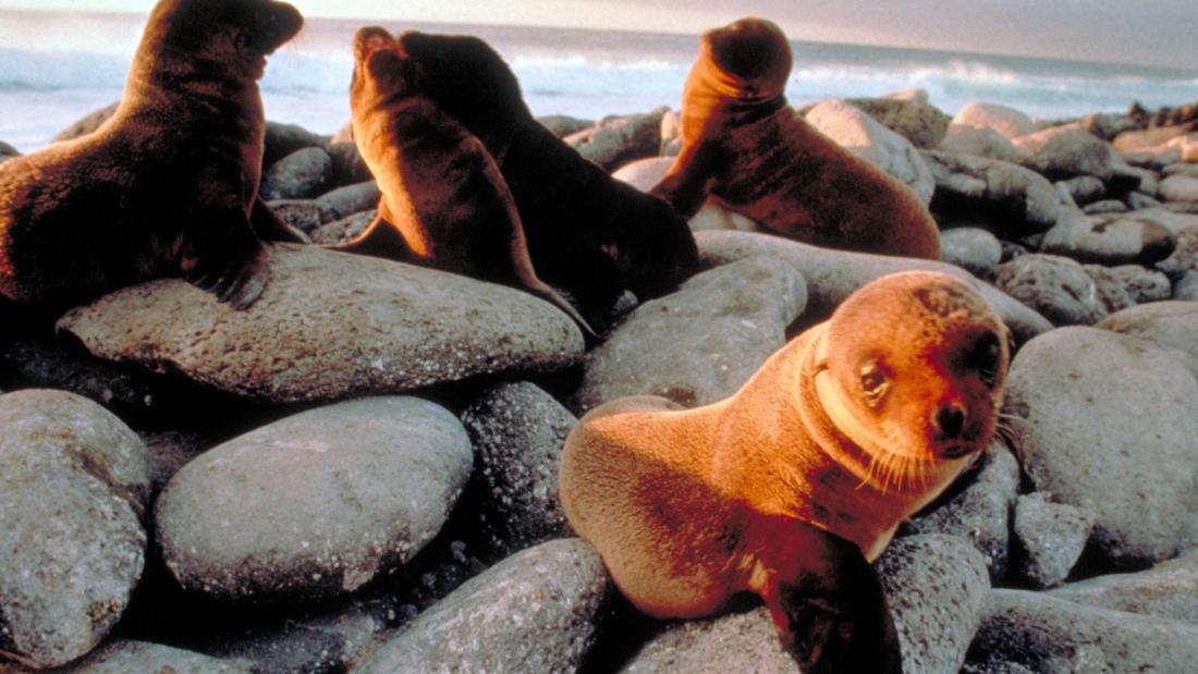 Still from the film Galapagos - A group of baby seals