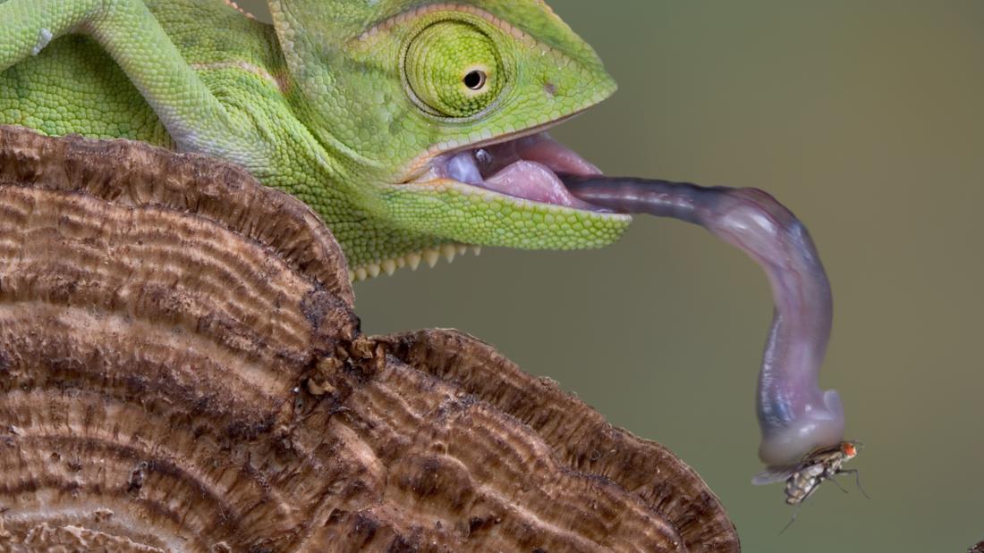 A close-up studio shot captures a light green chameleon poised to catch a fly with its extended tongue. The chameleon, featuring a bumpy skin texture and raised sections extending down it's spine, is positioned to the left of a brown, tiered fungi. It lunges forward, mouth agape, displaying little white teeth. It's pink tongue is visible in behind the extended grey tongue. The fly dangles at the end of the tongue. The chameleon has its eyes locked on its prey. A blurred, green background exists behind the c
