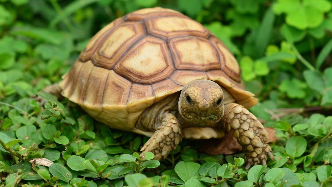 A close-up shot features a petite turtle amidst a verdant field of low-growing foliage. The turtle is positioned centrally, commanding attention with its sandy-colored shell marked by a pattern of polygonal shapes, each separated by darker ridges. Its skin mirrors the shell's pale hue, and it boasts textured, scaled legs and a somewhat wrinkled neck.
