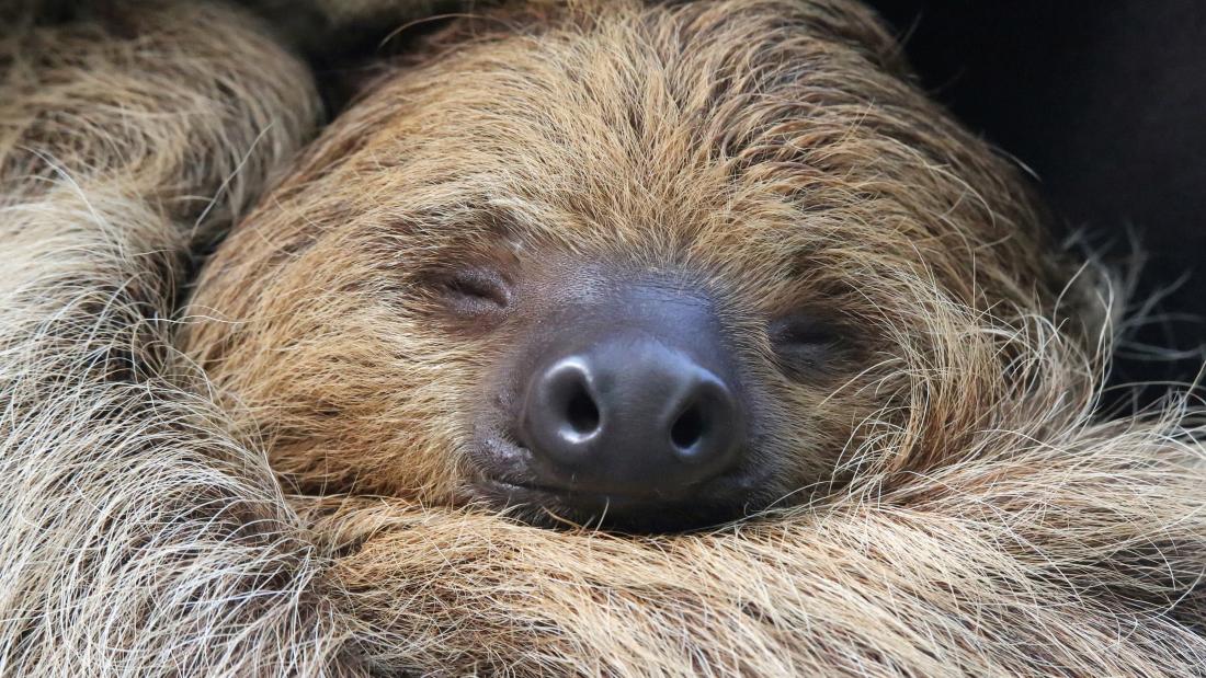 Close-up of a sloth sleeping, with a brown field on the left side of the image. The sloth's fur is brown with some tan strands. The animal's nose is black, with two large nostrils. The fur of the sloth is long and strands. Its eyes are closed, with only eyelashes visible. The facial features are detailed as well. The lighting is natural and comes from overhead.