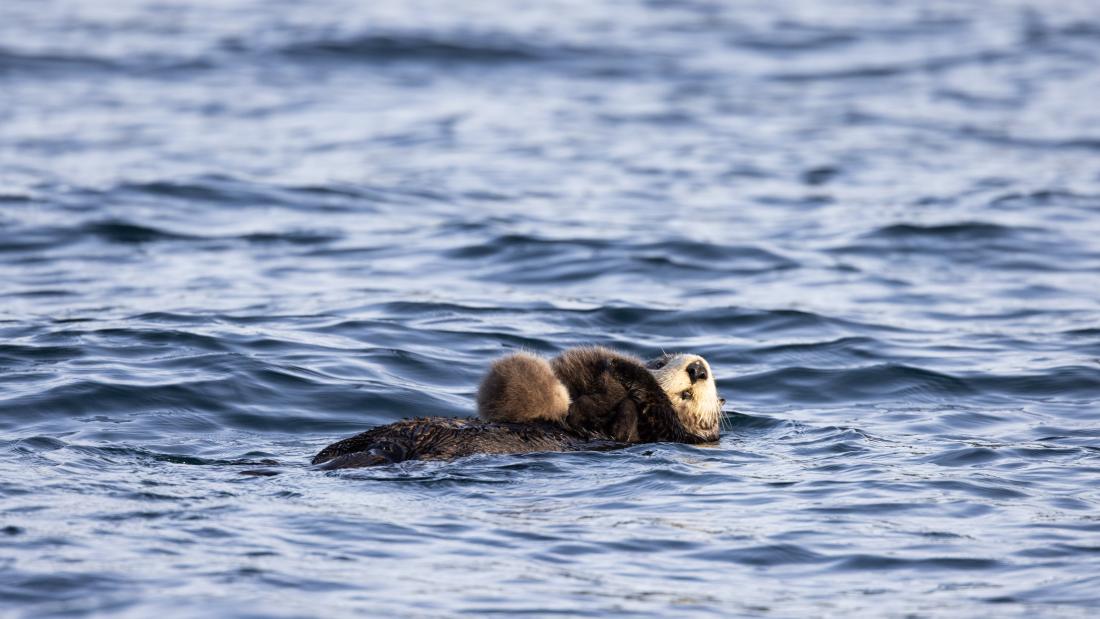 Sea Otter An otter swimming in the ocean, its brown and white fur contrasted against the choppy waves. The serene swimmers relaxed pose highlights natures beauty in this striking visual.