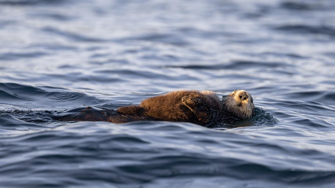 A brown sea otter swimming, its eyes closed, in a tranquil ocean. The image captures a serene underwater nap, with the otters fur and ripples creating a stunning visual narrative of natures beauty.