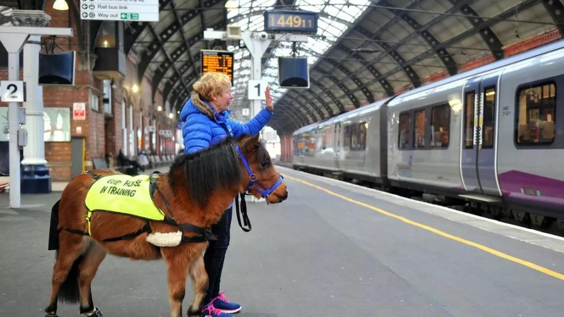 A horse and person wait for a subway in a subway station.