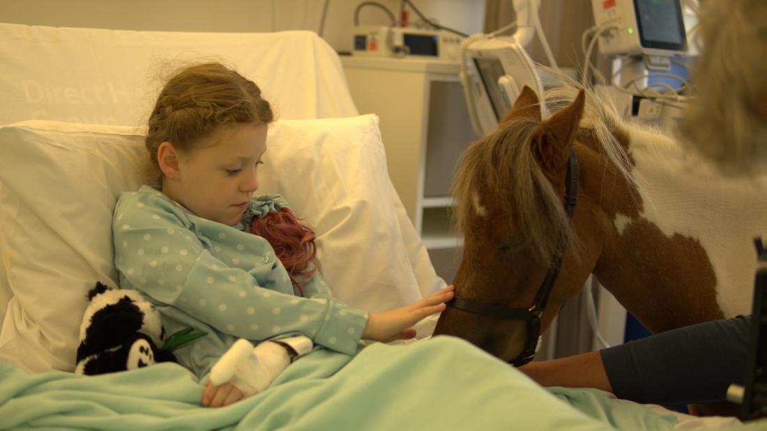 A young patient in a hospital pets a small horse. 