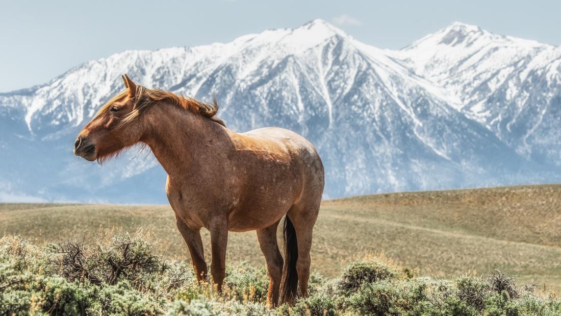 A horse in front of a mountain landscape.