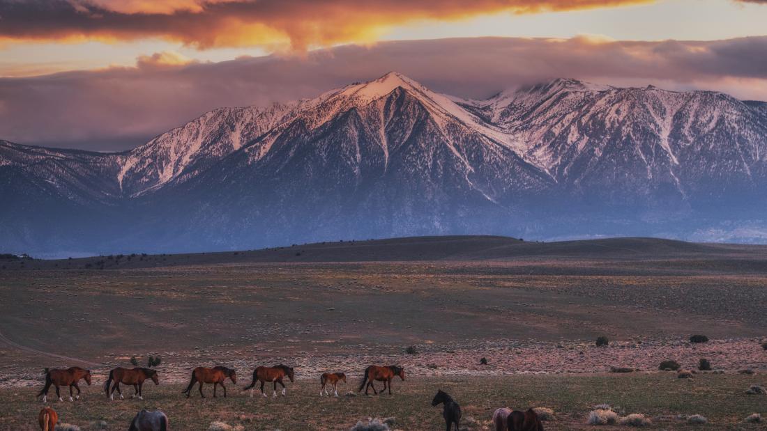Photo of a mountain landscape at dusk with a group of wild horses in the foreground.