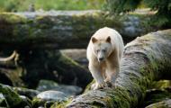 Great Bear Rainforest