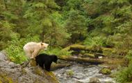 Great Bear Rainforest