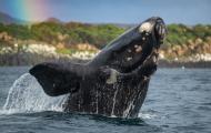 A whale breaching the surface of a grey ocean. There is green land in the background and a streak of a rainbow crosses the top left corner.
