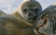 A young seal looks at the camera while leaning on a sleeping adult seal's head. 