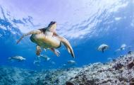 A green sea turtle swims above the viewer in bright blue water. The ground is rocky and sandy. Some fish swim around the ground and there are other turtles in the background.