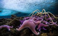 Underwater, with ice above, a cluster of pink and purple sea stars rest on the rocky bottom of the ocean. A large white spider-like crab climbs over the sea stars.
