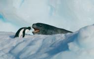 A penguin and leopard seal face off. Both are open mouthed screaming at the other. The penguin is standing on ice and the seal is popped up over the edge of the ice with it's head.