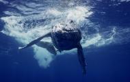 A whale swims towards the viewer coming down through the surface of deep blue ocean water.