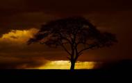 A dark fiery sky backlights a large tree