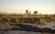 A churning muddy river with hordes of water buffalo crossing down the steep bank