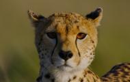 A cheetah looking directly into the camera