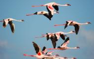 A flock of birds with round red beaks, black tipped wings, and long pink legs fly against a blue sky