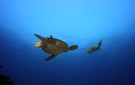 Two turtles swimming by each other in the ocean.