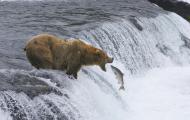 A grizzly bear standing at the edge of a small stream waterfall catching a leaping salmon in its mouth