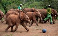 A group of young elephants covered in red mud chasing a soccer ball with two men wearing green mixed in and playing with them