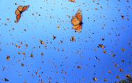A blue sky full of hundreds of monarch butterflies