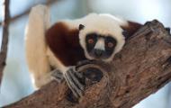 A whit and red lemur tucked into itself leaning down off of a tree limb