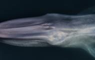 A blue whale from above