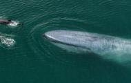 A blue whale with dolphins