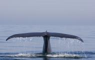 A whale tail out the water with a massive cargo ship in the background