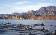 A pod of dolphins swimming near an island