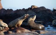 Two sea lions on a rock yelling