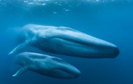 A parent and child blue whale