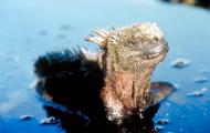 Still from the film Galapagos - Animal life in the Galapagos