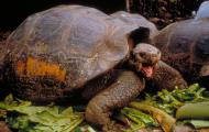 Still from the film Galapagos - A turtle