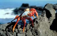 Still from the film Galapagos - A crab climbing a rock