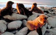 Still from the film Galapagos - A group of baby seals
