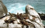 Still from the film Galapagos