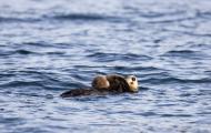 An otter swimming in the ocean, its brown and white fur contrasted against the choppy waves. The serene swimmers relaxed pose highlights natures beauty in this striking visual.