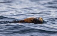 A brown sea otter swimming, its eyes closed, in a tranquil ocean. The image captures a serene underwater nap, with the otters fur and ripples creating a stunning visual narrative of natures beauty.