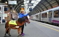A horse and person wait for a subway in a subway station.