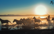 A group of horses galloping through the coast during sunset.