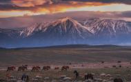 Photo of a mountain landscape at dusk with a group of wild horses in the foreground.