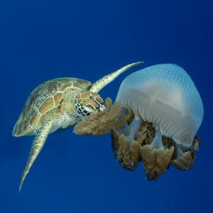 A green sea turtle munches on a very large jellyfish in deep blue water. The turtle and jellyfish are roughly the same size.