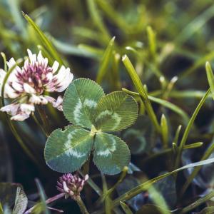 Image of a four leafed clover in a patch of grass surrounded by other flowers and blades of grass.